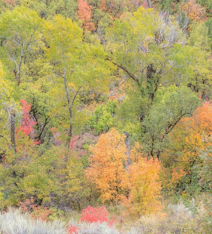 Picture of UTAH HIGHWAY 39 HEADING WEST OUT OF WASATCH MOUNTAINS WITH AUTUMN COLORS