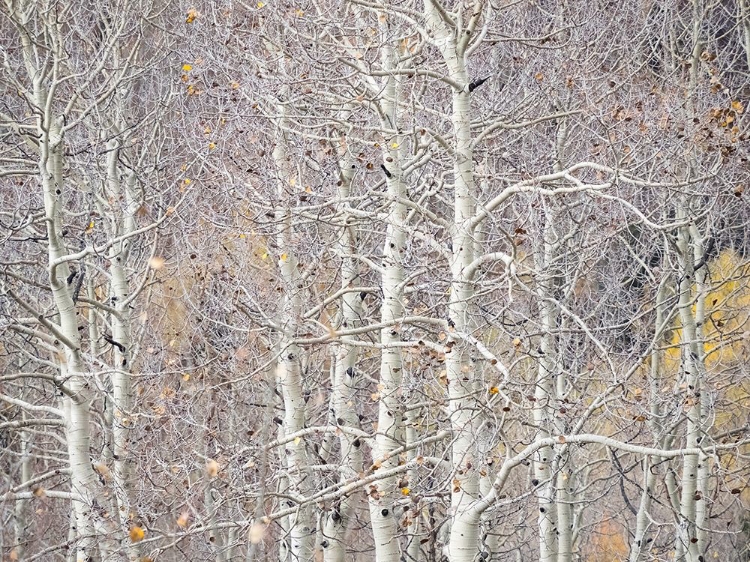 Picture of UTAH-WASATCH MOUNTAIN RANGE ASPENS JUST OFF OF HIGHWAY 39 AND CURTIS CREEK RD