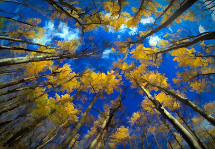 Picture of VERMONT ABSTRACT OF LOOKING UP AT TREES WITH AUTUMN FOLIAGE
