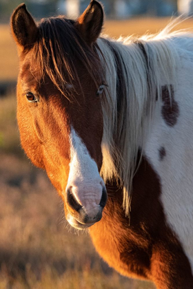 Picture of ASSATEAGUE ISLAND-PONY