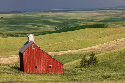 Picture of RED BARN IN VALLEY OF ROLLING FARM FIELDS-PALOUSE AGRICULTURAL REGION OF WESTERN IDAHO
