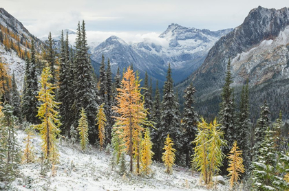 Picture of LARCHES DISPLAYING GOLDEN AUTUMN COLOR AFTER FRESH SNOWFALL AT CUTTHROAT PASS