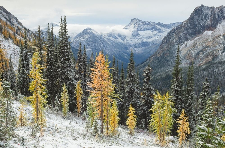 Picture of LARCHES DISPLAYING GOLDEN AUTUMN COLOR AFTER FRESH SNOWFALL AT CUTTHROAT PASS