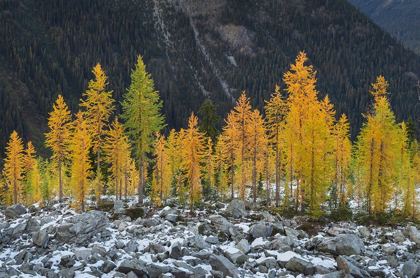 Picture of ALPINE LARCHES (LARIX LYALLII) IN AUTUMN COLOR NORTH CASCADES-WASHINGTON STATE