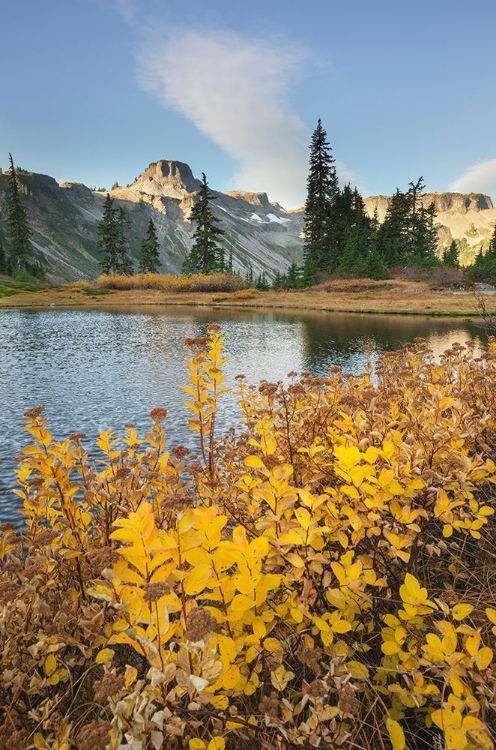 Picture of HEATHER MEADOWS IN AUTUMN TABLE MOUNTAIN IS IN THE DISTANCE 