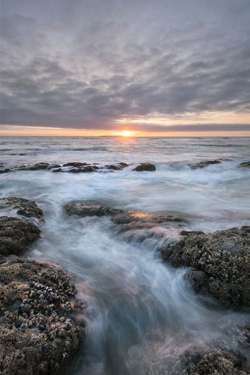 Picture of KALALOCH BEACH 4 AT SUNSET-OLYMPIC NATIONAL PARK-WASHINGTON STATE