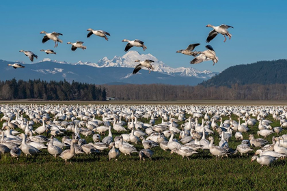 Picture of WASHINGTON STATE-SKAGIT VALLEY LESSER SNOW GEESE FLOCK 