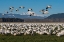 Picture of WASHINGTON STATE-SKAGIT VALLEY LESSER SNOW GEESE FLOCK 