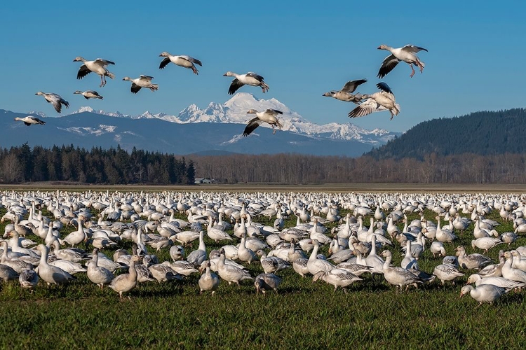 Picture of WASHINGTON STATE-SKAGIT VALLEY LESSER SNOW GEESE FLOCK 