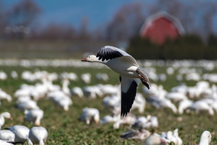 Picture of WASHINGTON STATE-SKAGIT VALLEY LESSER SNOW GEESE FLOCK 