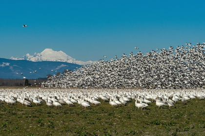Picture of WASHINGTON STATE-SKAGIT VALLEY LESSER SNOW GEESE FLOCK TAKEOFF 