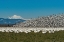 Picture of WASHINGTON STATE-SKAGIT VALLEY LESSER SNOW GEESE FLOCK TAKEOFF 