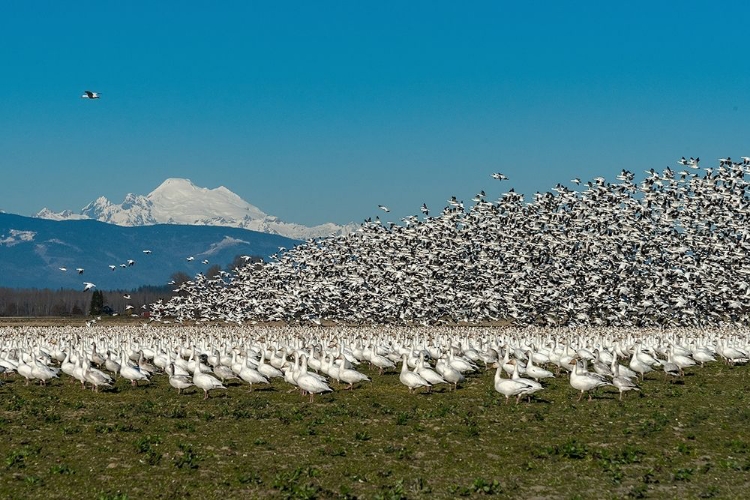 Picture of WASHINGTON STATE-SKAGIT VALLEY LESSER SNOW GEESE FLOCK TAKEOFF 