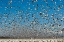 Picture of WASHINGTON STATE-SKAGIT VALLEY LESSER SNOW GEESE FLOCK TAKEOFF 
