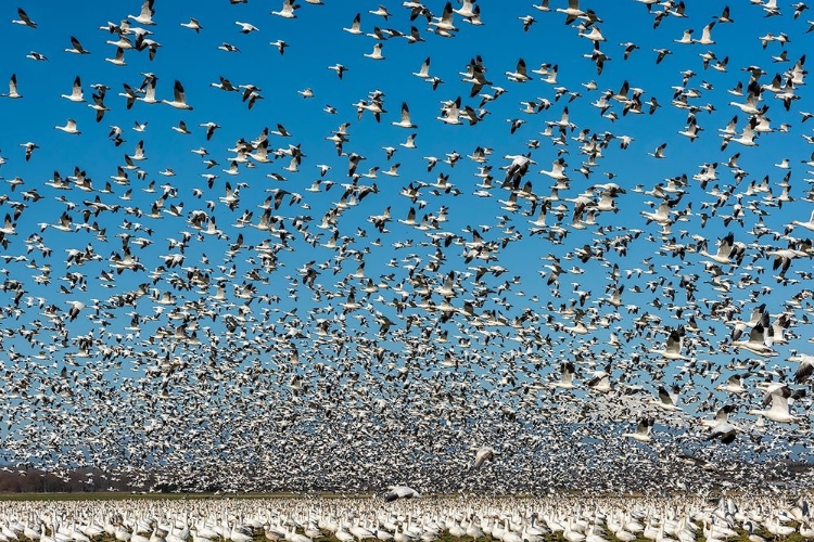 Picture of WASHINGTON STATE-SKAGIT VALLEY LESSER SNOW GEESE FLOCK TAKEOFF 