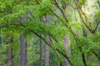 Picture of WASHINGTON STATE-BAINBRIDGE ISLAND MAPLE AND DOUGLAS FIR TREES IN FOREST