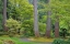 Picture of WASHINGTON STATE-BAINBRIDGE ISLAND GARDEN PATH COMPOSITE PANORAMIC