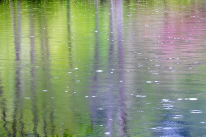 Picture of WASHINGTON STATE-BAINBRIDGE ISLAND RAINDROP REFLECTIONS IN POND