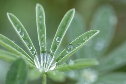 Picture of WASHINGTON STATE-PORT TOWNSEND RAINDROPS ON LUPINE AT FORT WORDEN STATE PARK