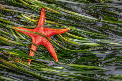 Picture of WASHINGTON STATE-SALT CREEK RECREATION AREA BLOOD STAR AND WET EELGRASS