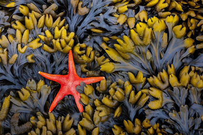 Picture of WASHINGTON STATE-SALT CREEK RECREATION AREA BLOOD STAR AND WET ROCKWEED