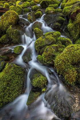 Picture of WASHINGTON STATE-OLYMPIC NATIONAL PARK CEDAR CREEK SCENIC