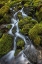 Picture of WASHINGTON STATE-OLYMPIC NATIONAL PARK CEDAR CREEK SCENIC