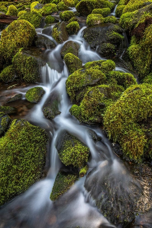 Picture of WASHINGTON STATE-OLYMPIC NATIONAL PARK CEDAR CREEK SCENIC