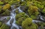 Picture of WASHINGTON STATE-OLYMPIC NATIONAL PARK CEDAR CREEK SCENIC
