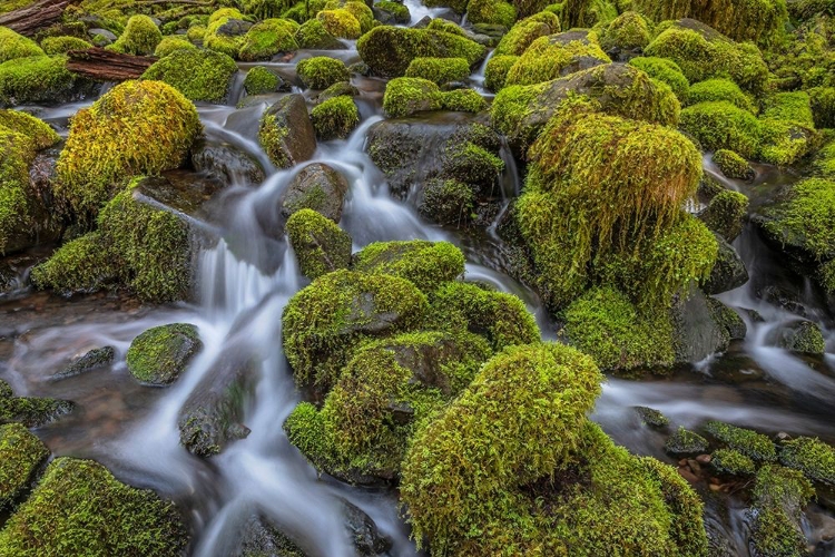 Picture of WASHINGTON STATE-OLYMPIC NATIONAL PARK CEDAR CREEK SCENIC