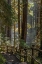 Picture of WASHINGTON STATE-OLYMPIC NATIONAL PARK WALKWAY PAST TREES AND CREEK