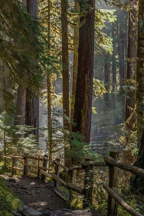 Picture of WASHINGTON STATE-OLYMPIC NATIONAL PARK WALKWAY PAST TREES AND CREEK