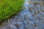 Picture of WASHINGTON STATE-SEABECK GRASS ALONGSIDE STREAM IN GUILLEMOT COVE NATURE PRESERVE