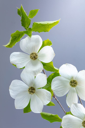 Picture of WASHINGTON STATE-SEABECK PACIFIC DOGWOOD FLOWER CLOSE-UP