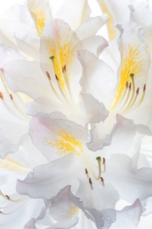 Picture of WASHINGTON STATE-SEABECK WHITE AZALEA #2