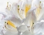 Picture of WASHINGTON STATE-SEABECK WHITE AZALEA #2