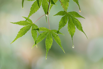 Picture of WASHINGTON-SEABECK RAINDROPS ON JAPANESE MAPLE LEAVES 