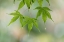 Picture of WASHINGTON-SEABECK RAINDROPS ON JAPANESE MAPLE LEAVES 