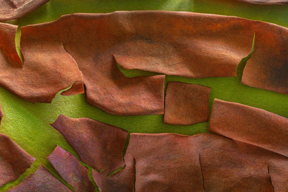 Picture of WASHINGTON-SEABECK PEELING MADRONE TREE BARK 