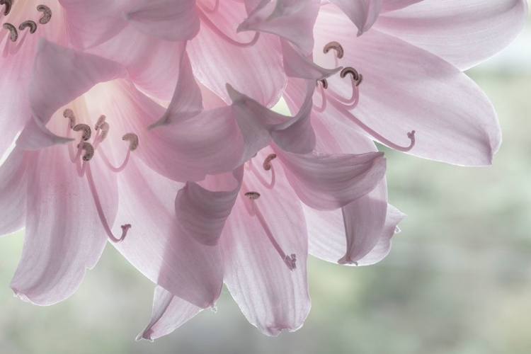 Picture of WASHINGTON-SEABECK PALE PINK LILIES CLOSE-UP 