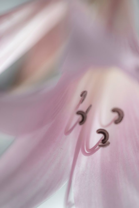 Picture of WASHINGTON-SEABECK PALE PINK LILY CLOSE-UP 