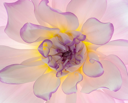 Picture of WASHINGTON-SEABECK GLOWING DAHLIA FLOWER CLOSE-UP 