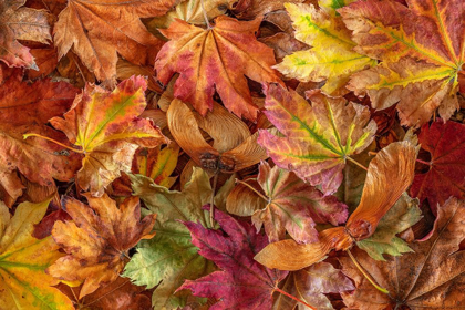 Picture of WASHINGTON STATE-SEABECK FALLEN VINE MAPLE LEAVES AND SEED HEADS 