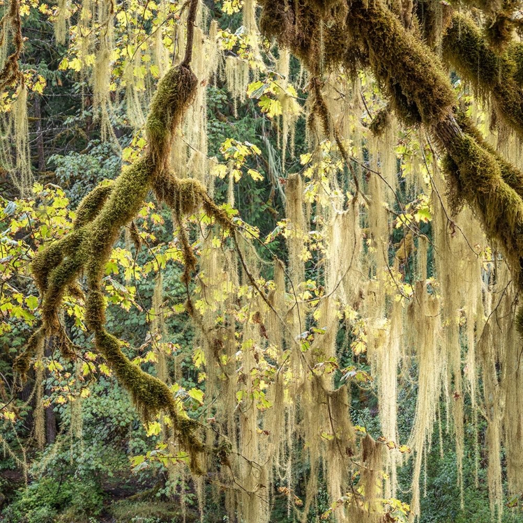 Picture of METHUSELAHS BEARD IN A BIGLEAF MAPLE TREE-WASHINGTON-OLYMPIC NATIONAL PARK-STAIRCASE RAPIDS