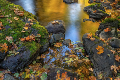 Picture of WASHINGTON STATE-OLYMPIC NATIONAL FOREST REFLECTIONS OF AUTUMN IN ROCKY CREEK 