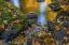 Picture of WASHINGTON STATE-OLYMPIC NATIONAL FOREST REFLECTIONS OF AUTUMN IN ROCKY CREEK 
