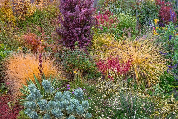 Picture of WASHINGTON STATE-LEMOLO GARDEN IN AUTUMN 