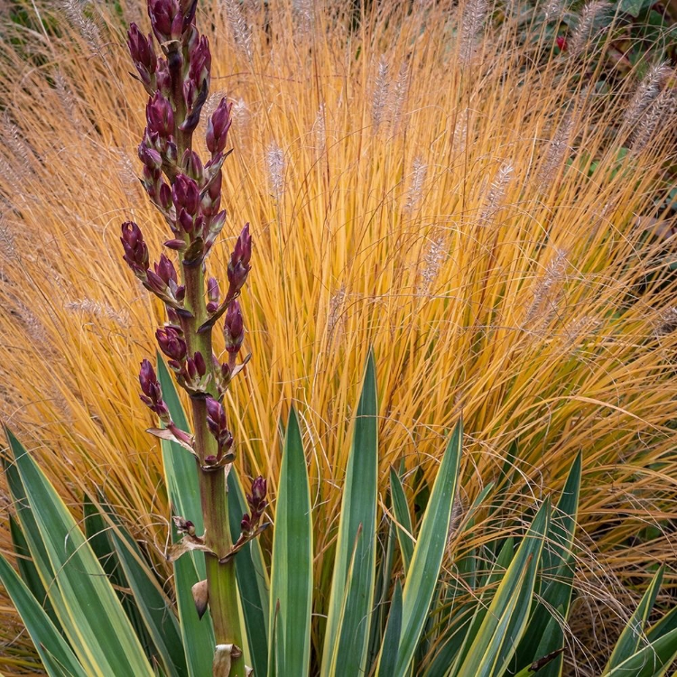 Picture of YUCCA AND ORNAMENTAL GRASS IN FALL-WASHINGTON-LEMOLO 