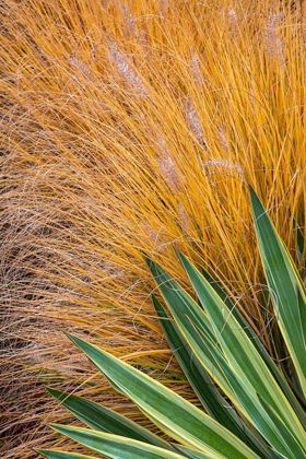 Picture of WASHINGTON STATE-LEMOLO CLOSE-UP OF GARDEN PLANTS IN AUTUMN 