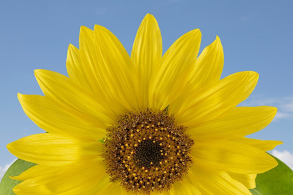 Picture of SUNNY SUNFLOWER 